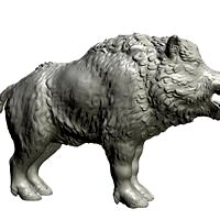 Boar