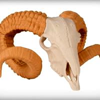 Ram Skull