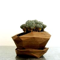 Planter #3