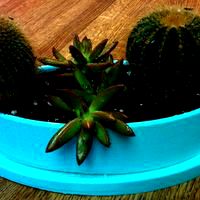 Planter3 &amp; Tray3