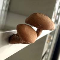 magnet mushroom 3