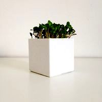 Little Square Planter