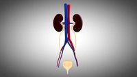 Human Kidney and Urinary System