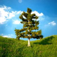 Cedar Tree No 4