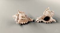 HQ Seashell 01 Scan Model