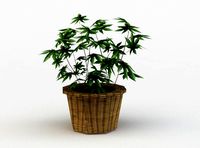 Pot flower
