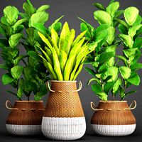Collection plants 40