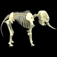 Elephant Anatomic Asian Skeleton