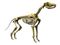 Realistic Dog Skeleton