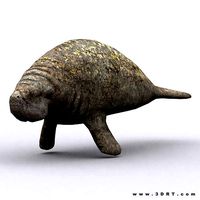3DRT - Sealife - Manatee