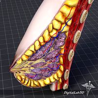 Female Breast Anatomy