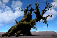 Ancient Tree V10