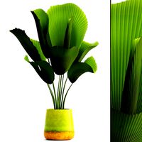 Licuala palm