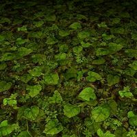 ground leaf tile 1