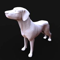American Foxhound | 3D