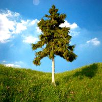 Cedar Tree No 5