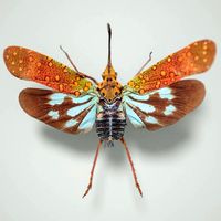 Cicada Saiva Gemmata Laos Insect