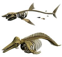 White Shark and Dolphin Skeletons