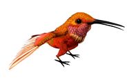 HummingBird 02 3ds max 2010 3D Model