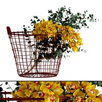 Plants in basket