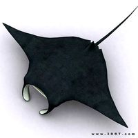 3DRT - Sealife - Manta ray