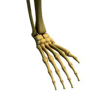 Animal Skeletal Femur