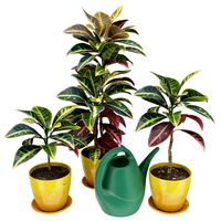 Codiaeum Croton plants