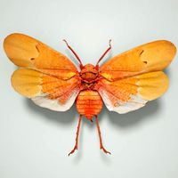 Cicada Scamandra Sanguiflua Sulawesi Insect