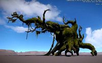 Ancient Tree V15