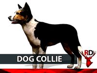 Dog COLLIE