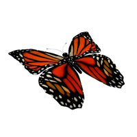 Rig Butterfly