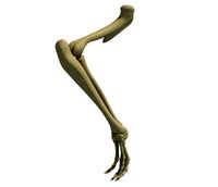 Anatomic Rat Animal Leg Skeleton