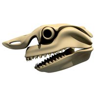 Great White Shark Skull 22