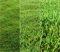 Lawn grass