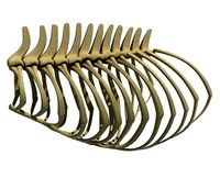 Anatomical Bear Rib Cage
