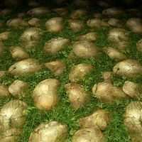 ground stone grass tile 1