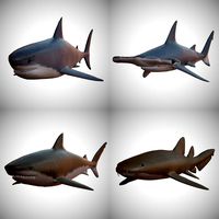 Sharks - 4 Pack