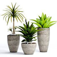 Decorative plant set-7