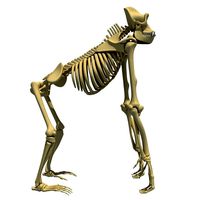 Gorilla Skeleton