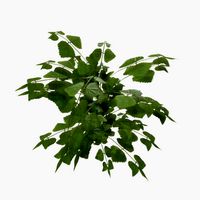 Low Poly PBR Stinging Nettle