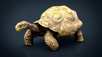 Giant Tortoise