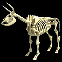 Cow Bone Skeletal