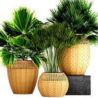 Collection of palms