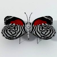 Butterfly 89