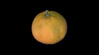 Tangerine - PBR