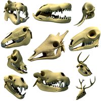Animal Skulls