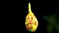 Horror Cocoon -  ANIMATED