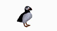 Puffin