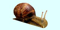 Snail Animated and Rigged