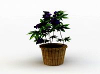 Pot flower